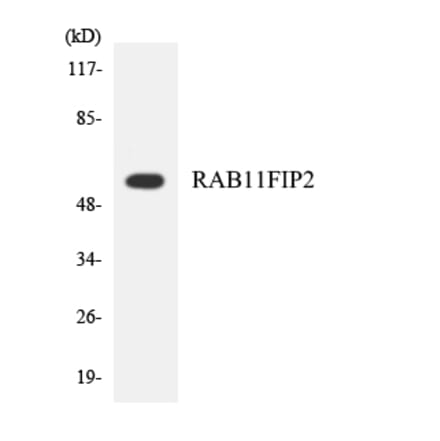 Western Blot - Anti-RAB11FIP2 Antibody (R12-3386) - Antibodies.com