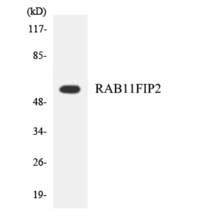 Western Blot - Anti-RAB11FIP2 Antibody (R12-3386) - Antibodies.com