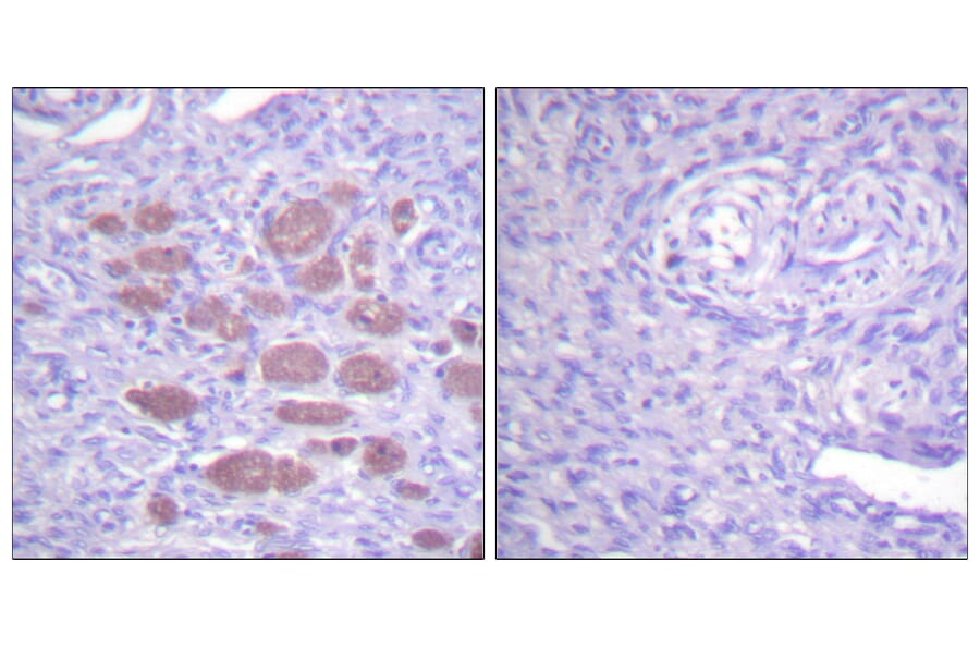 Immunohistochemistry - Anti-p40 phox Antibody (B0697) - Antibodies.com