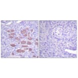 Immunohistochemistry - Anti-p40 phox Antibody (B0697) - Antibodies.com