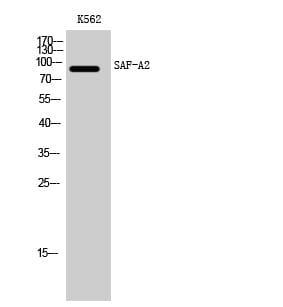 Western blot analysis of K562 cells using Anti-HNRNPUL2 Antibody.