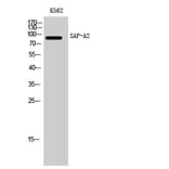 Western Blot - Anti-HNRNPUL2 Antibody (C16125) - Antibodies.com