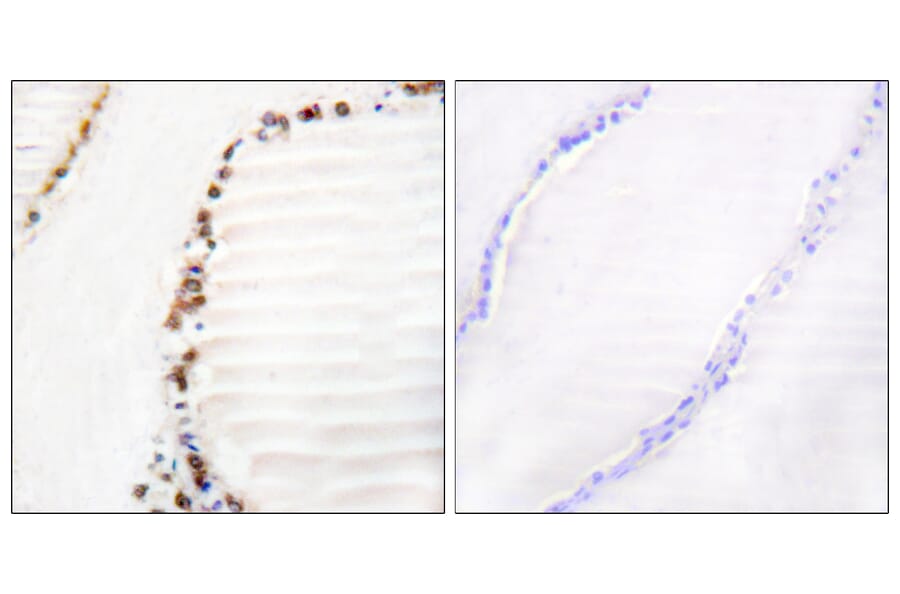Immunohistochemistry - Anti-Cullin 3 Antibody (C0164) - Antibodies.com