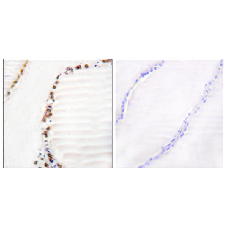 Immunohistochemistry - Anti-Cullin 3 Antibody (C0164) - Antibodies.com