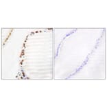 Immunohistochemistry - Anti-Cullin 3 Antibody (C0164) - Antibodies.com