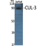 Western Blot - Anti-Cullin 3 Antibody (C0164) - Antibodies.com
