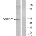 Western Blot - Anti-GPR137C Antibody (G264) - Antibodies.com