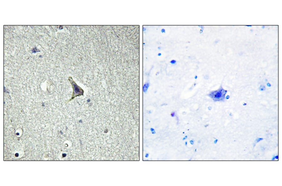 Immunohistochemistry - Anti-GPR137C Antibody (G264) - Antibodies.com