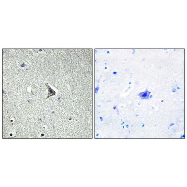 Immunohistochemistry - Anti-GPR137C Antibody (G264) - Antibodies.com