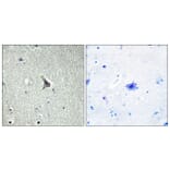 Immunohistochemistry - Anti-GPR137C Antibody (G264) - Antibodies.com