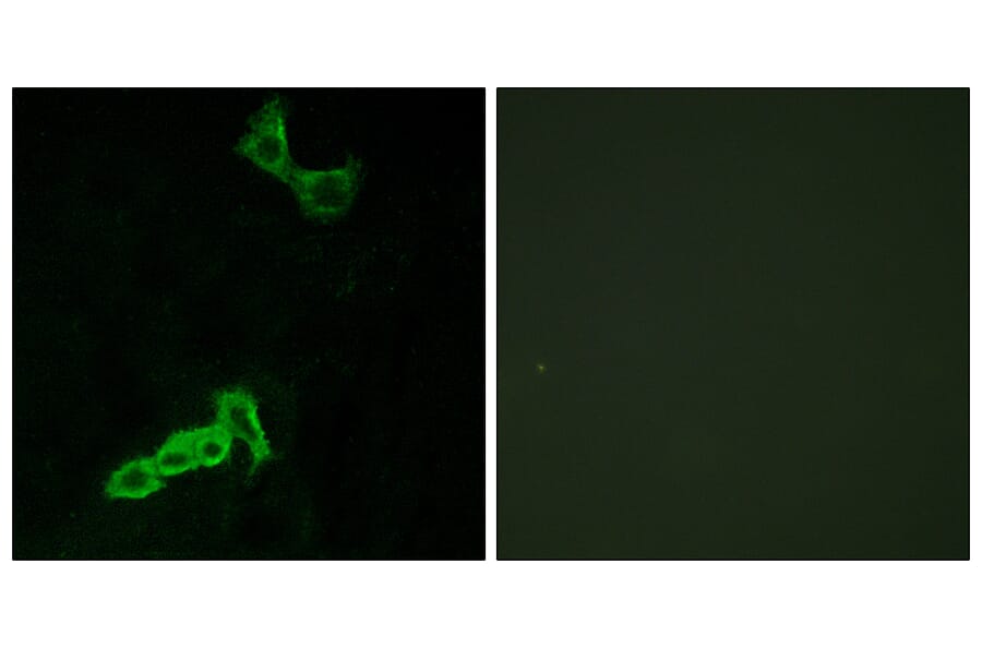 Immunofluorescence - Anti-GPR137C Antibody (G264) - Antibodies.com