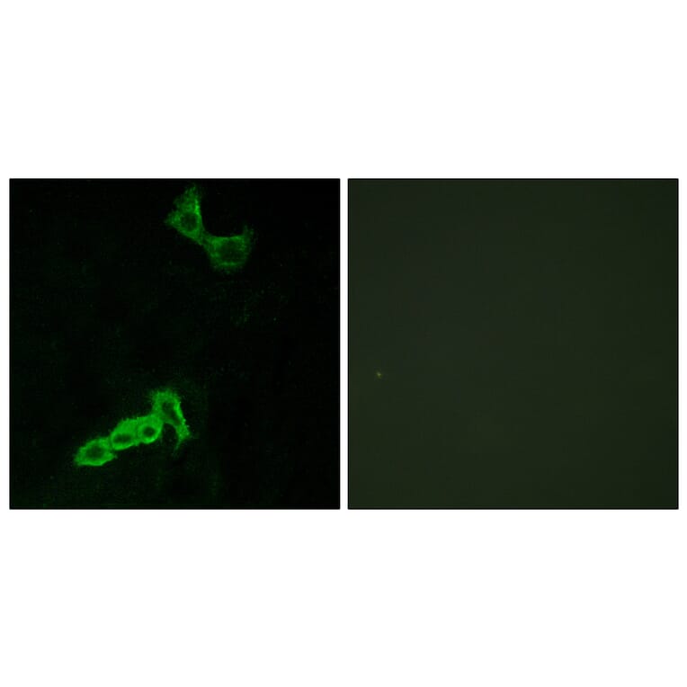 Immunofluorescence - Anti-GPR137C Antibody (G264) - Antibodies.com