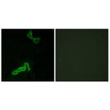 Immunofluorescence - Anti-GPR137C Antibody (G264) - Antibodies.com