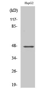 Western blot analysis of various cells using Anti-GPR137C Antibody.