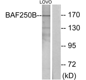 Western Blot - Anti-BAF250B Antibody (C11373) - Antibodies.com