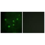 Immunofluorescence - Anti-BAF250B Antibody (C11373) - Antibodies.com