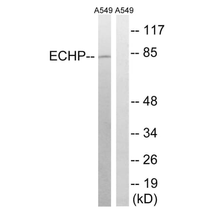 Western Blot - Anti-EHHADH Antibody (C17622) - Antibodies.com
