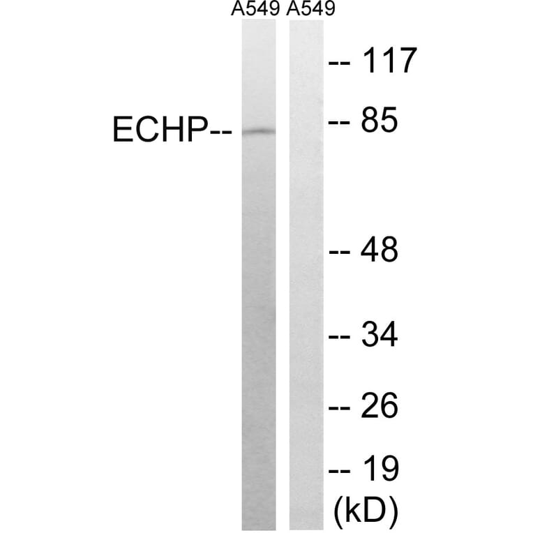 Western Blot - Anti-EHHADH Antibody (C17622) - Antibodies.com