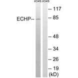Western Blot - Anti-EHHADH Antibody (C17622) - Antibodies.com