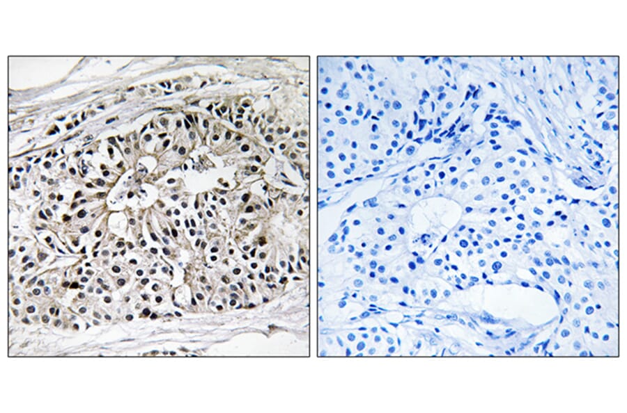 Immunohistochemistry - Anti-EHHADH Antibody (C17622) - Antibodies.com
