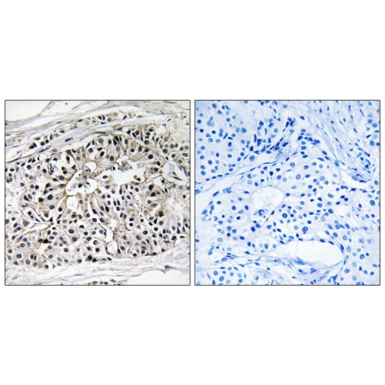 Immunohistochemistry - Anti-EHHADH Antibody (C17622) - Antibodies.com