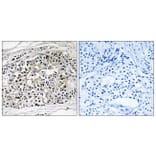 Immunohistochemistry - Anti-EHHADH Antibody (C17622) - Antibodies.com
