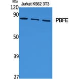 Western Blot - Anti-EHHADH Antibody (C17622) - Antibodies.com