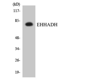 Western Blot - Anti-EHHADH Antibody (R12-2737) - Antibodies.com