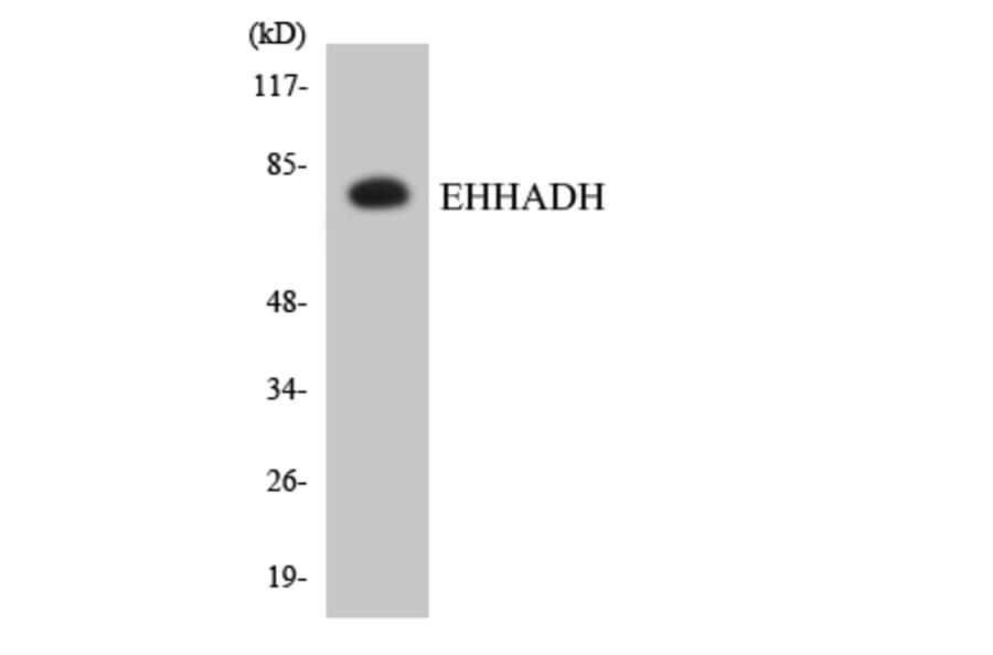 Western Blot - Anti-EHHADH Antibody (R12-2737) - Antibodies.com