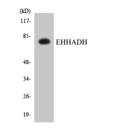 Western Blot - Anti-EHHADH Antibody (R12-2737) - Antibodies.com