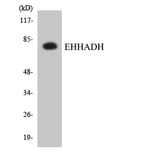 Western Blot - Anti-EHHADH Antibody (R12-2737) - Antibodies.com