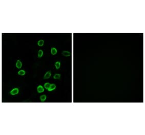 Immunofluorescence - Anti-ATP5G3 Antibody (C14599) - Antibodies.com