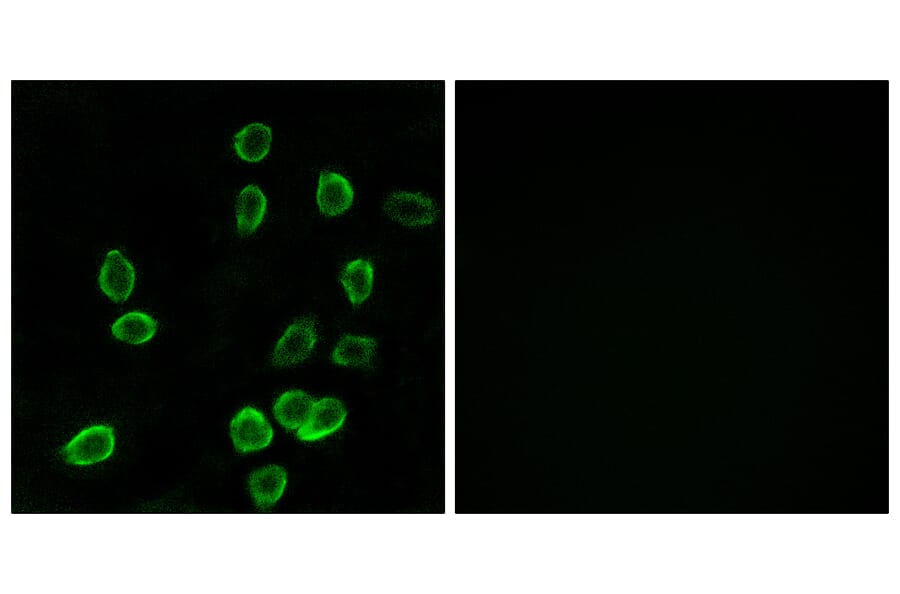 Immunofluorescence - Anti-ATP5G3 Antibody (C14599) - Antibodies.com