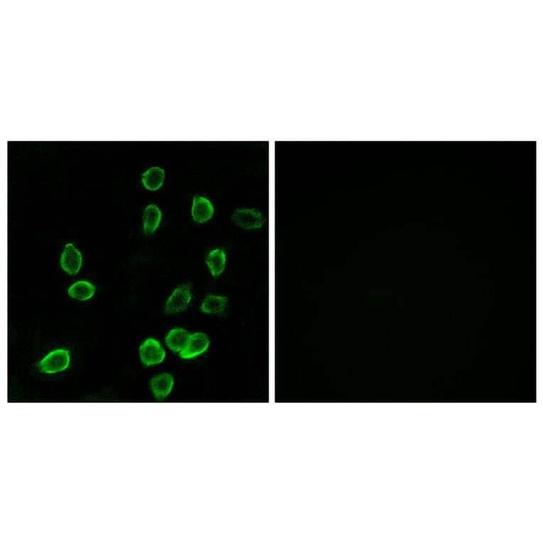 Immunofluorescence - Anti-ATP5G3 Antibody (C14599) - Antibodies.com
