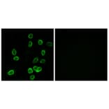Immunofluorescence - Anti-ATP5G3 Antibody (C14599) - Antibodies.com