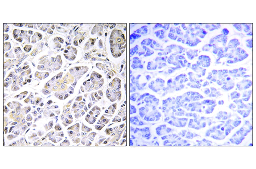 Immunohistochemistry - Anti-ATP5G3 Antibody (C14599) - Antibodies.com