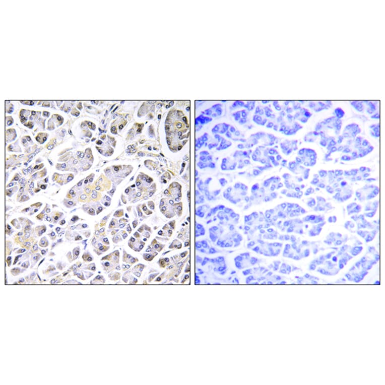Immunohistochemistry - Anti-ATP5G3 Antibody (C14599) - Antibodies.com