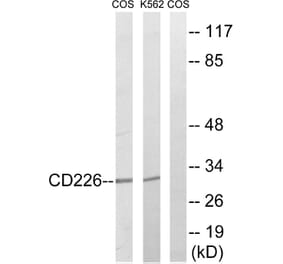Western Blot - Anti-CD226 Antibody (B0843) - Antibodies.com