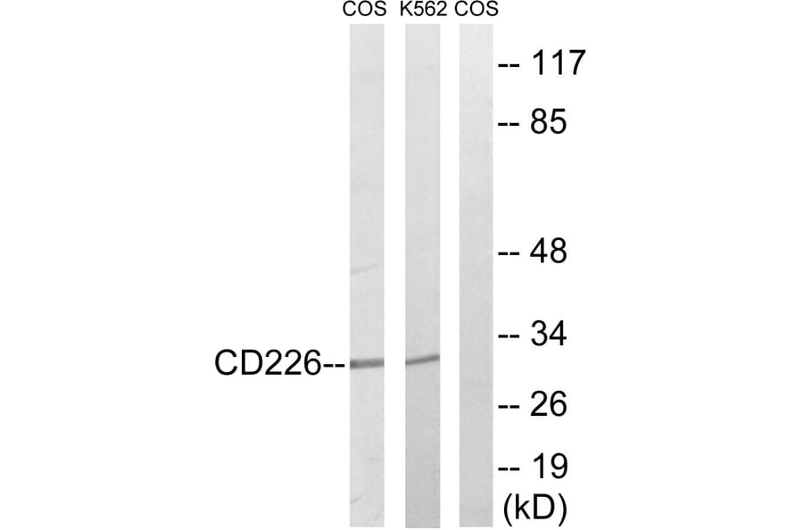 Western Blot - Anti-CD226 Antibody (B0843) - Antibodies.com