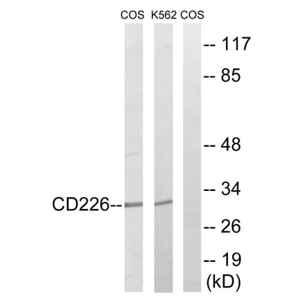 Western Blot - Anti-CD226 Antibody (B0843) - Antibodies.com