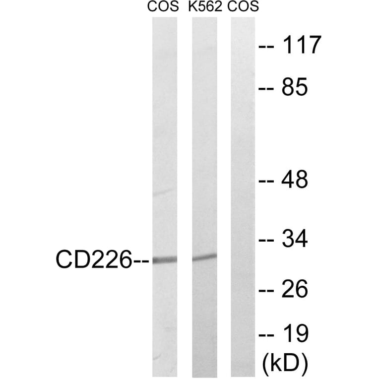 Western Blot - Anti-CD226 Antibody (B0843) - Antibodies.com