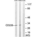 Western Blot - Anti-CD226 Antibody (B0843) - Antibodies.com