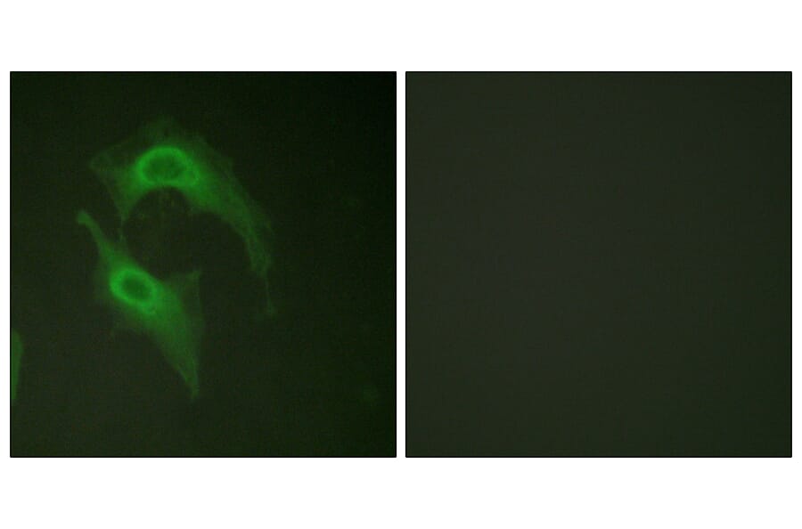 Immunofluorescence - Anti-CD226 Antibody (B0843) - Antibodies.com