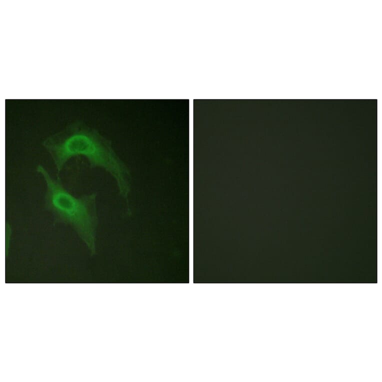 Immunofluorescence - Anti-CD226 Antibody (B0843) - Antibodies.com