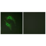 Immunofluorescence - Anti-CD226 Antibody (B0843) - Antibodies.com