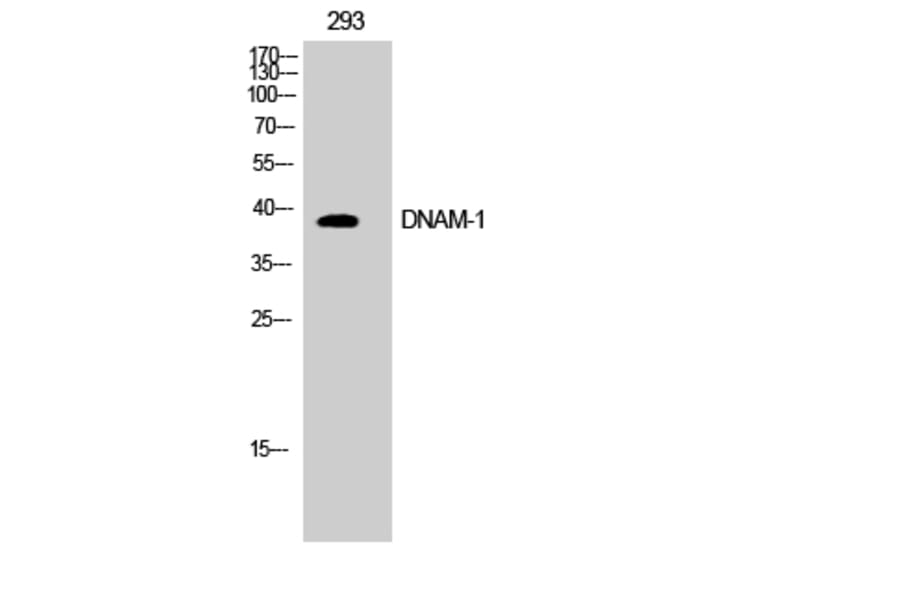 Western Blot - Anti-CD226 Antibody (B0843) - Antibodies.com