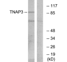 Western Blot - Anti-TNAP3 Antibody (C10444) - Antibodies.com