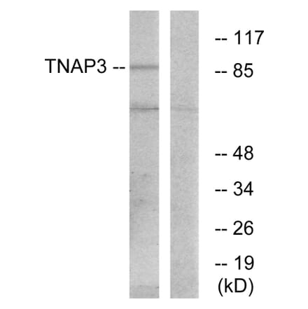Western Blot - Anti-TNAP3 Antibody (C10444) - Antibodies.com