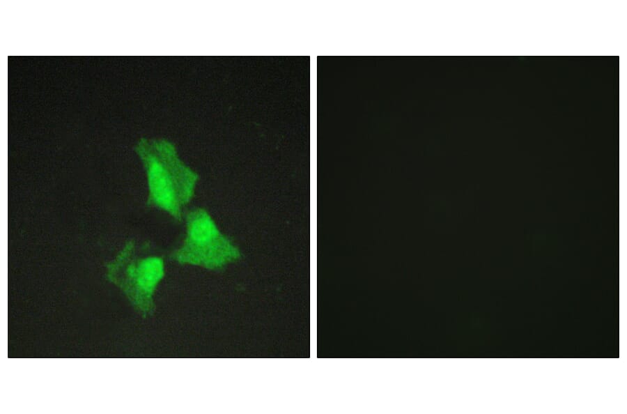 Immunofluorescence - Anti-TNAP3 Antibody (C10444) - Antibodies.com