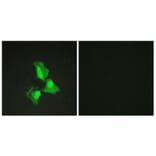 Immunofluorescence - Anti-TNAP3 Antibody (C10444) - Antibodies.com